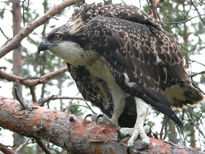 Рыбный Филин на Дальнем востоке