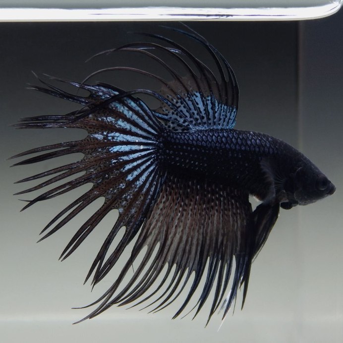 Черный сомик Ameiurus Melas