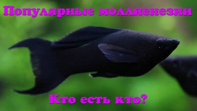 Золотая рыбка телескоп черный