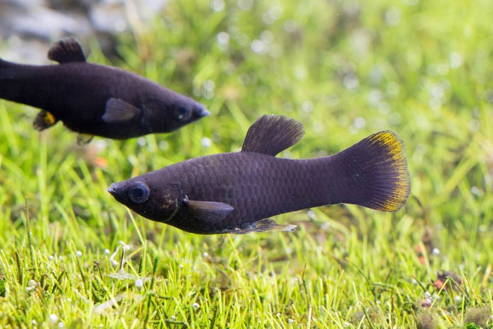 Black Sea Bass рыба