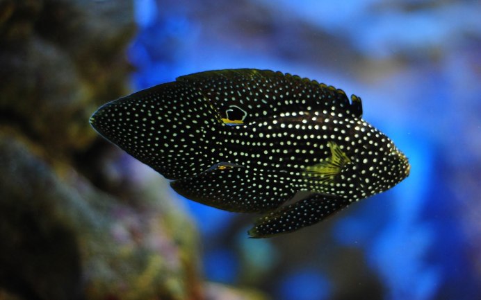 Apteronotus albifrons