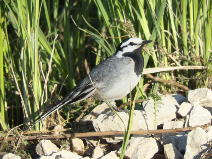 Белая трясогузка Motacilla Alba