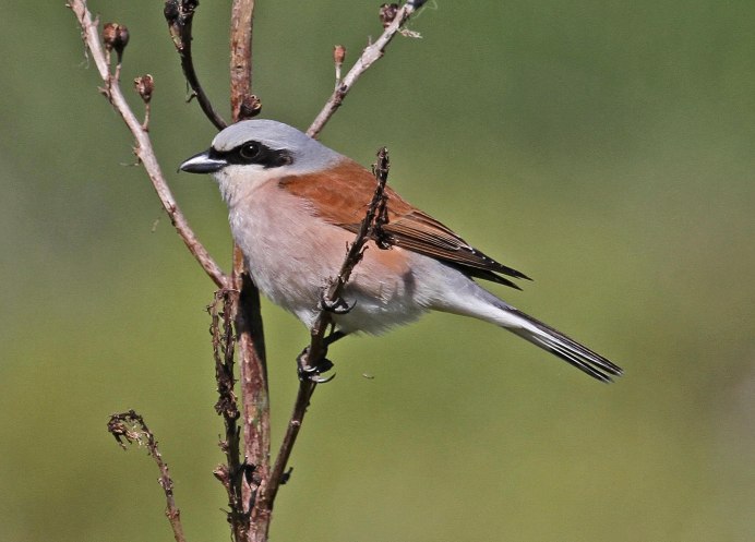 Снегирь жулан