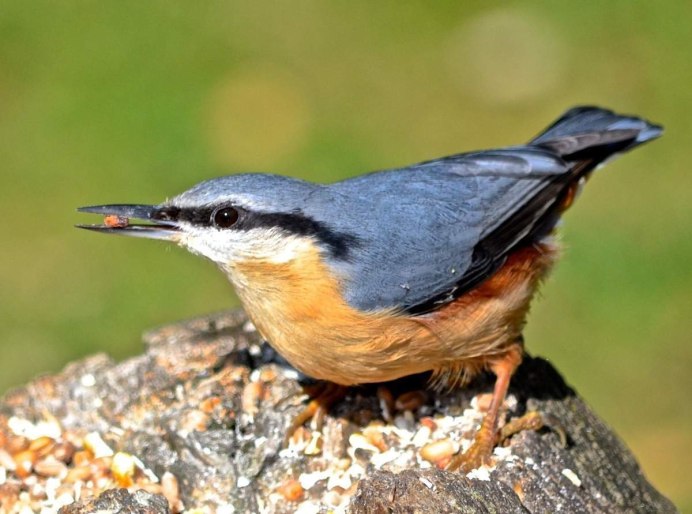 Птичка с клювом