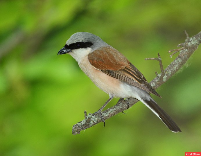 Обыкновенный жулан