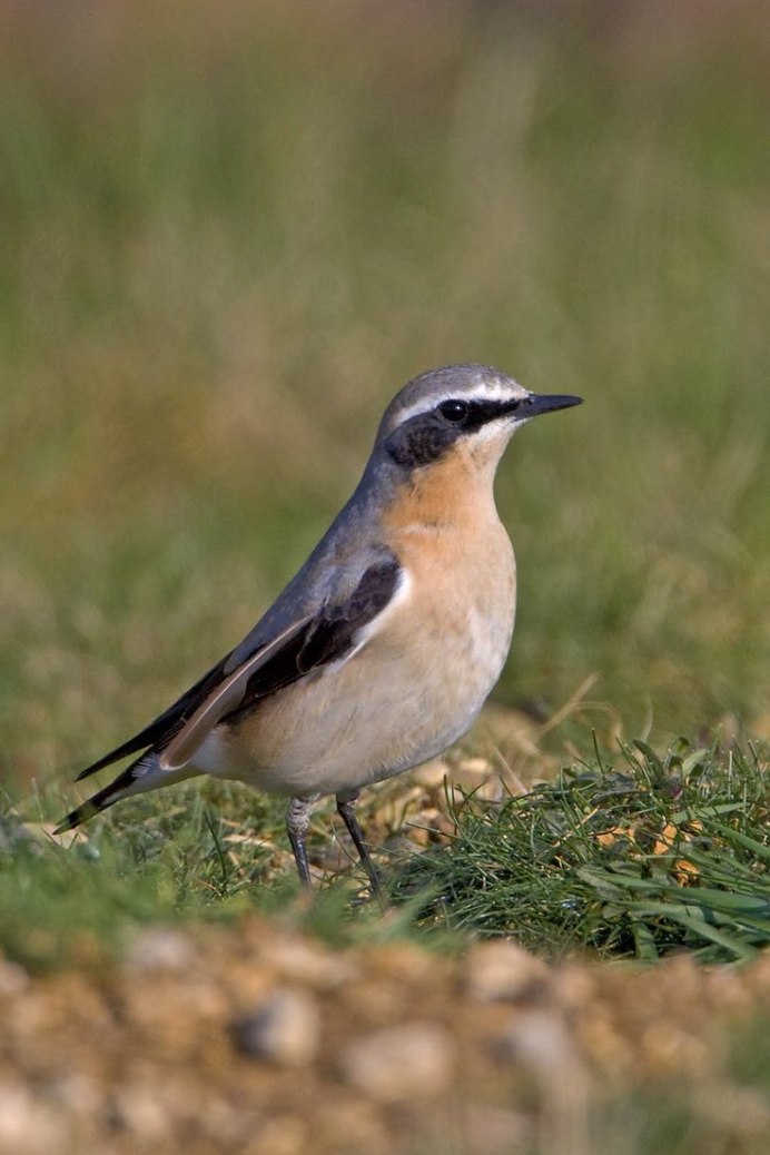 Поползень синица серая