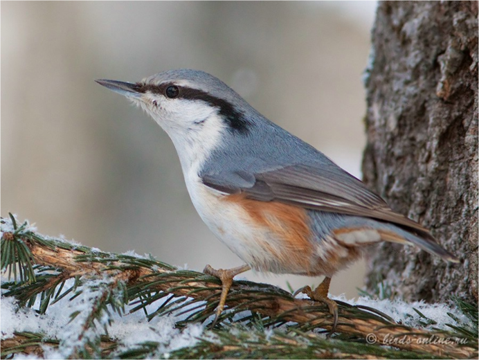 Маленькая белая птичка с черными полосками