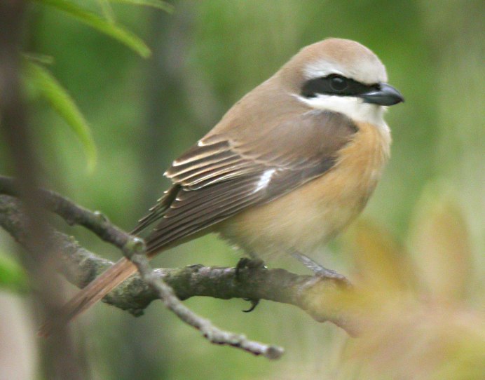 Поползень серый