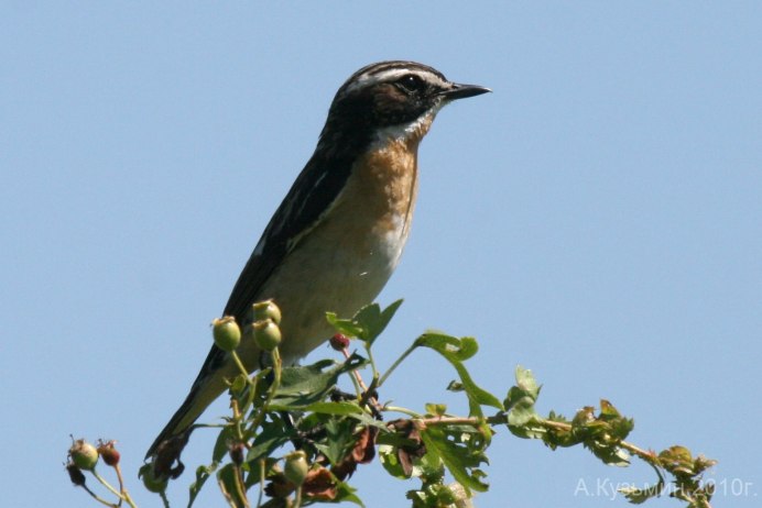Птица с полосатой грудкой