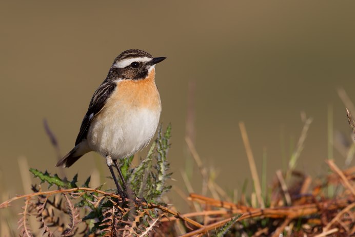 Птичка с белой полоской на голове