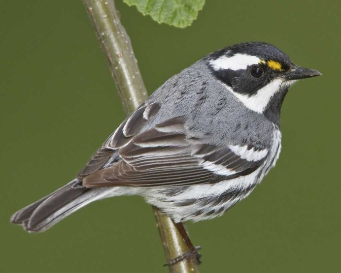 Мухоловка и синица