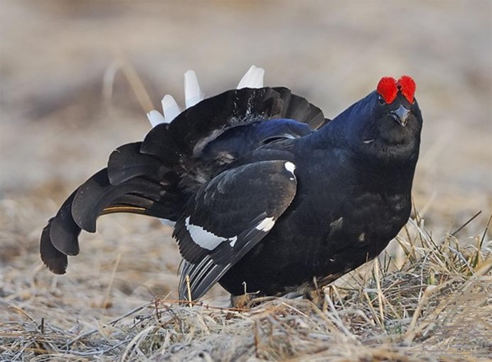 Чернобрюхий Глухарь Tetrao urogallus Major