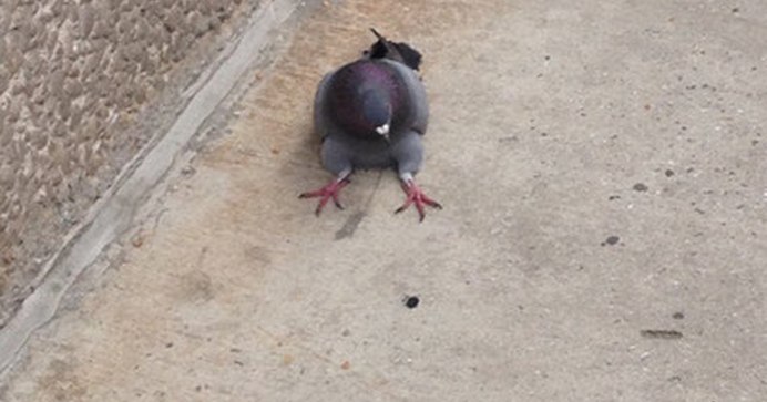 Ворона и голубь