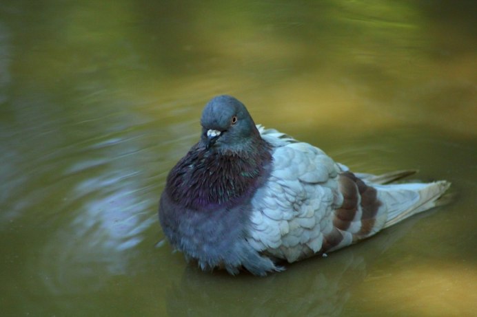 Голубь плывет