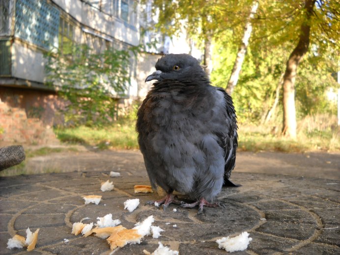 Голубь сидит