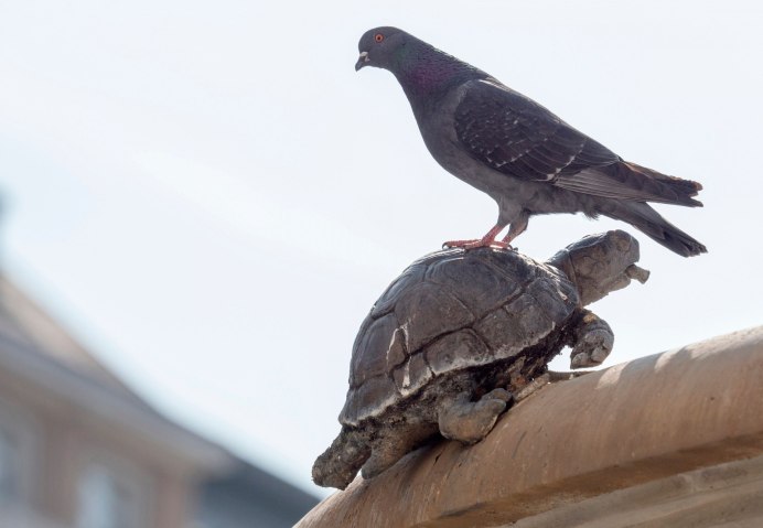 Котик против голубя