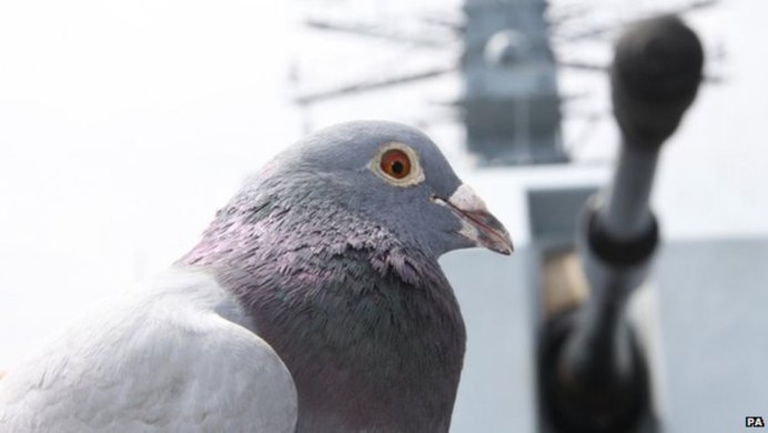 Злой голубь