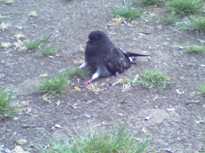 Голубь Наташа