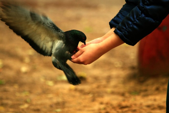 Толстые голуби