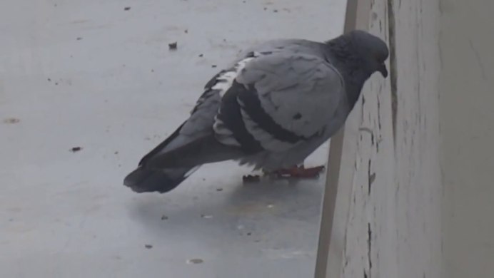 Толстые голуби