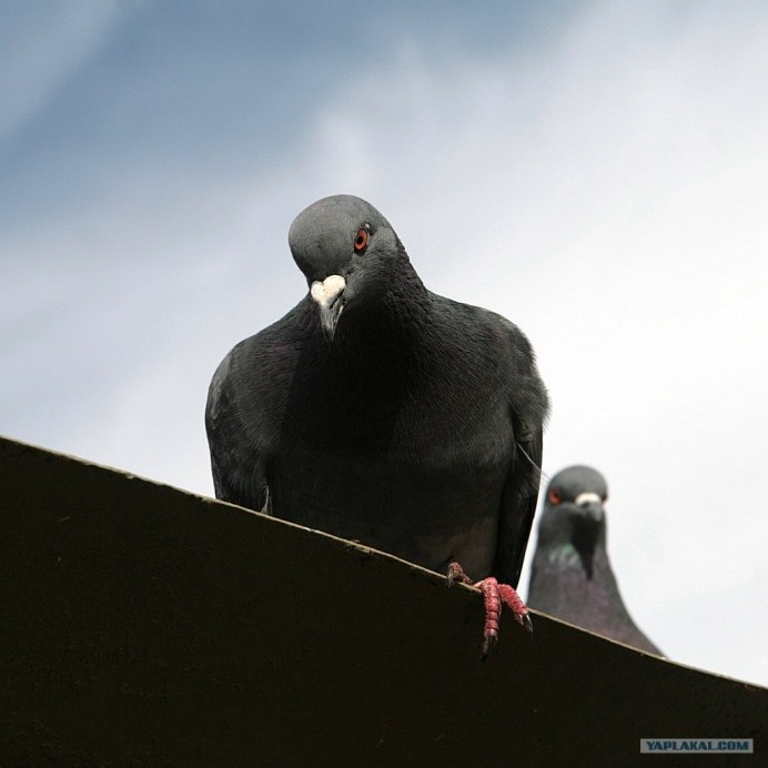 Голубь весной
