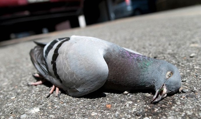 Голубь сидит