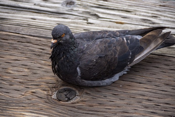 Кривой голубь