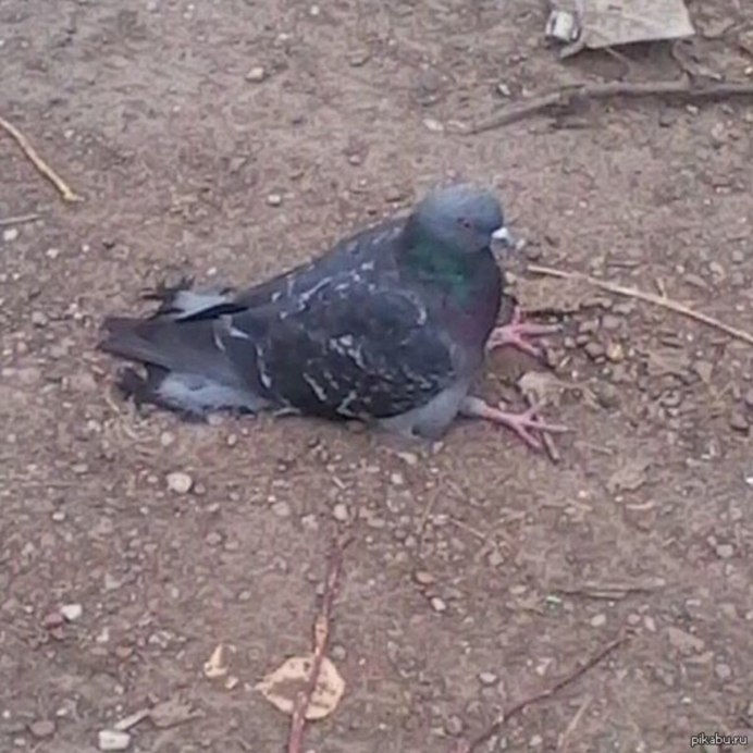 Голуби клюют зерно