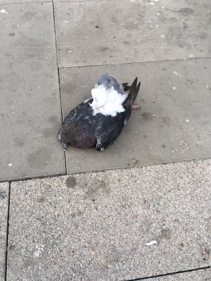 Голубь в движении