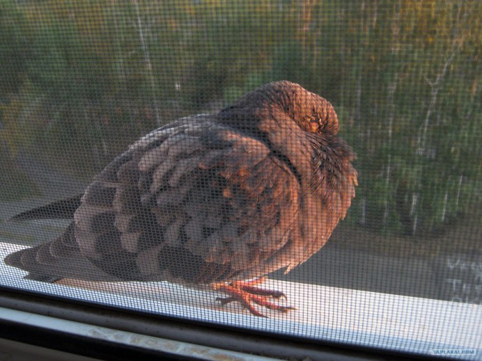 Голубь сидит