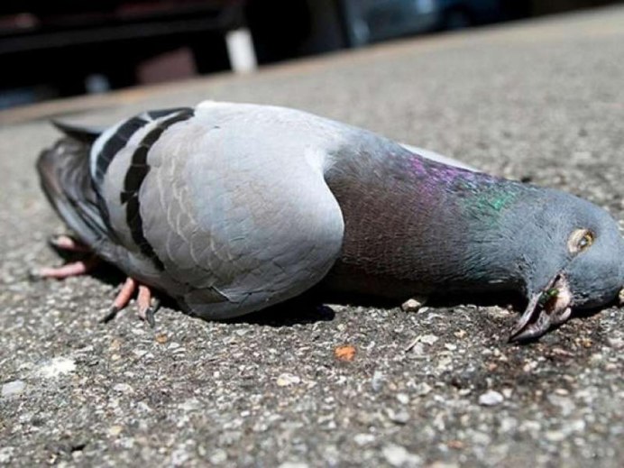 Голубь в руках