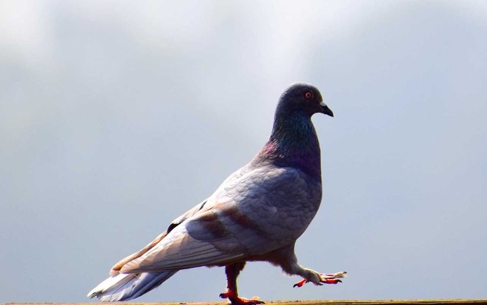 Голубю проткнули голову