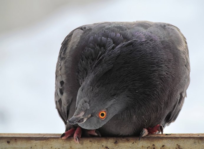 Мальчик держит голубя
