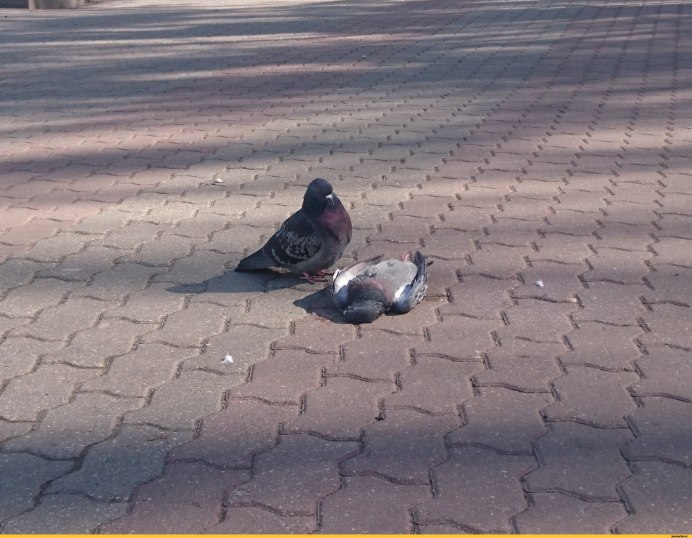 Голубь думает