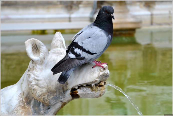 Голубь под дождем