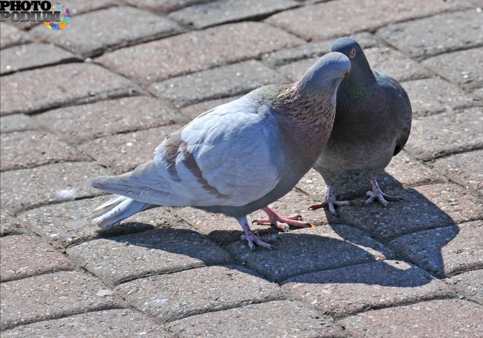 Почтовый голубь