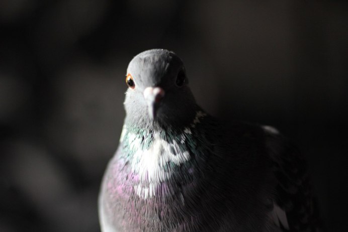 Голуби в культуре