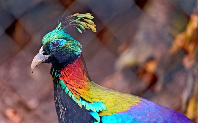 Гималайский монал самка