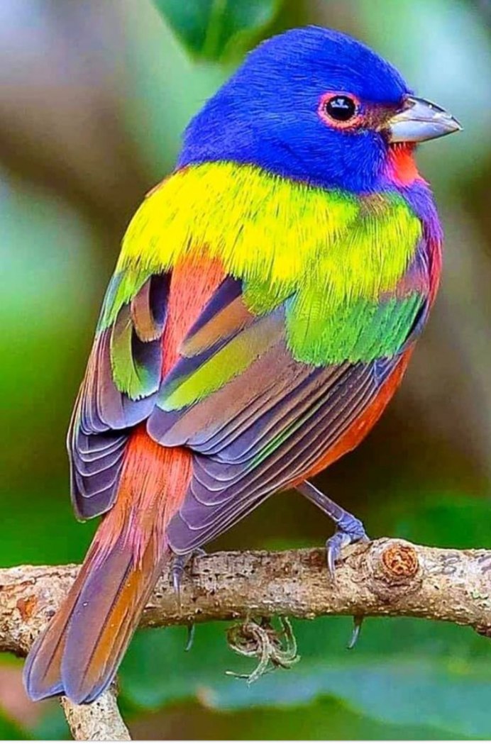 Синица сизоворонка