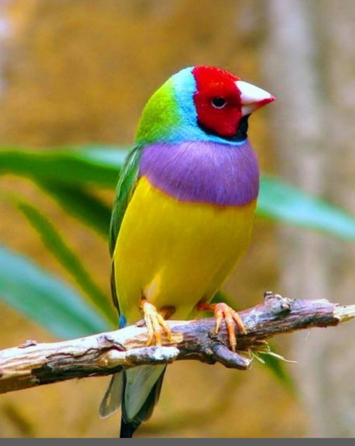 Малиновогоудая сизоворонка