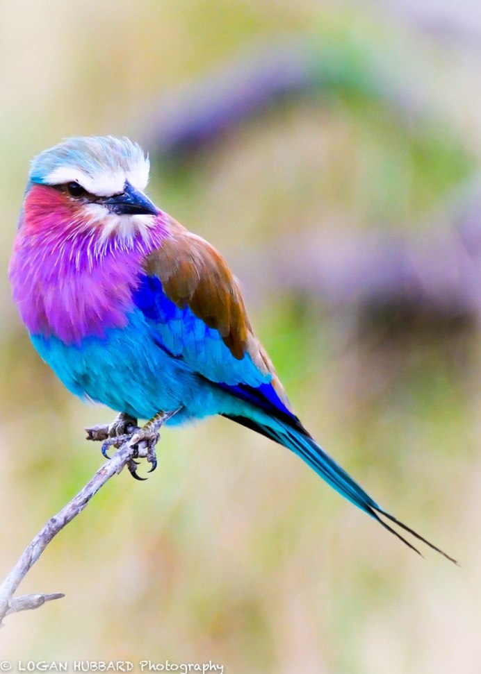 Lilac-breasted Roller птица