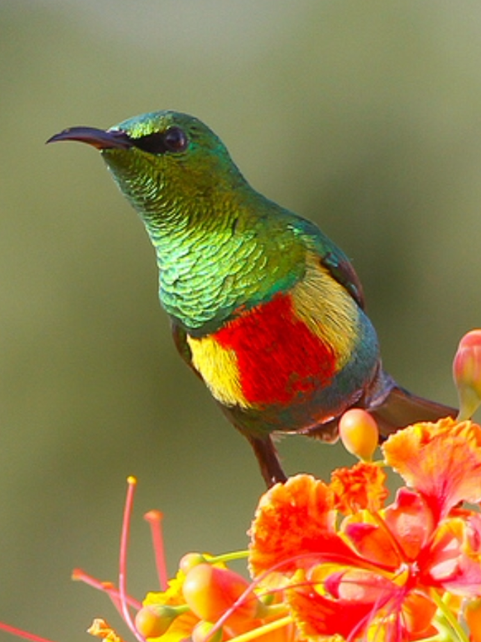 Разноцветная овсянка птица