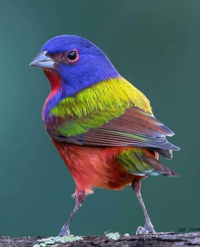 Семицветная танагра