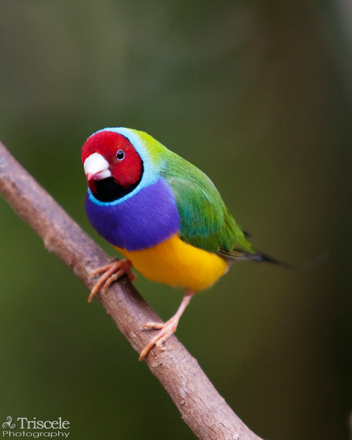 Синеголовый картинки