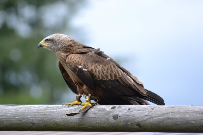 Лунь канюк тетеревятник
