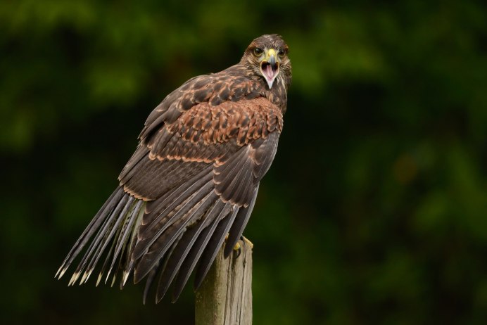 Орлиный клюв птицы