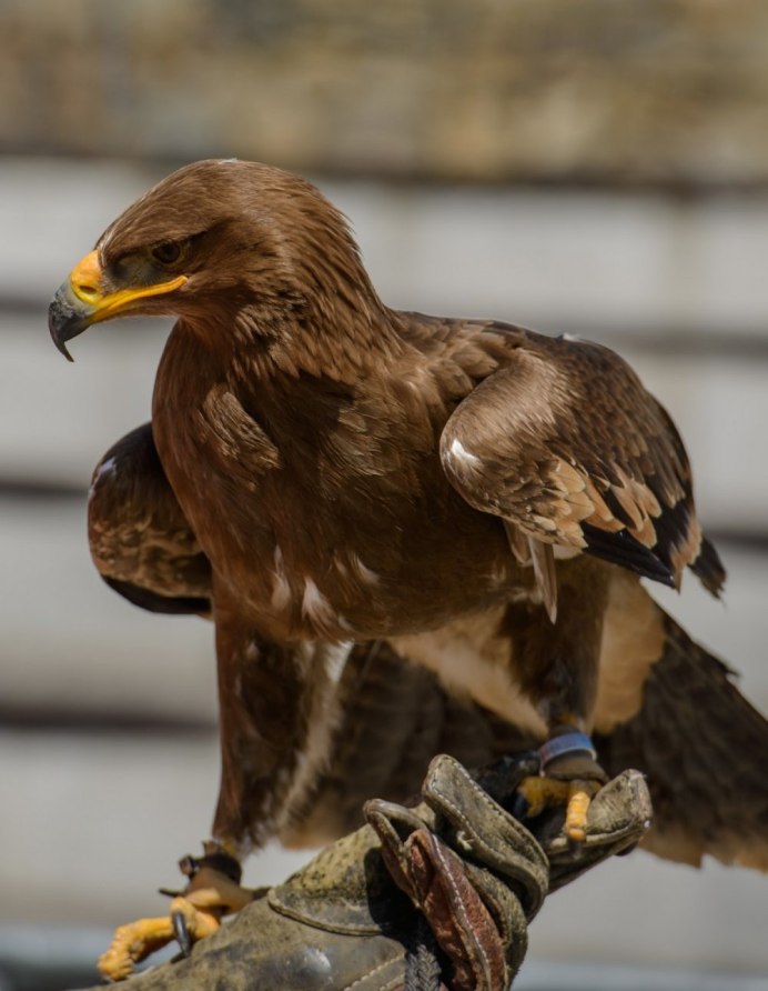 Сокол коричневый