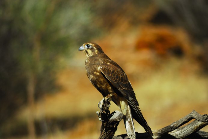 Птенцы бурого Сокола