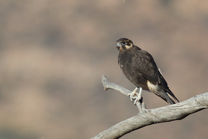 Коричневая хищная птица