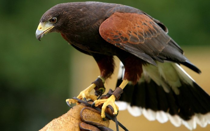 Хищные птицы карельского перешейка